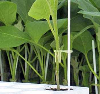 Porte Greffes Vilmorin France Semences Potageres Pour Professionnels